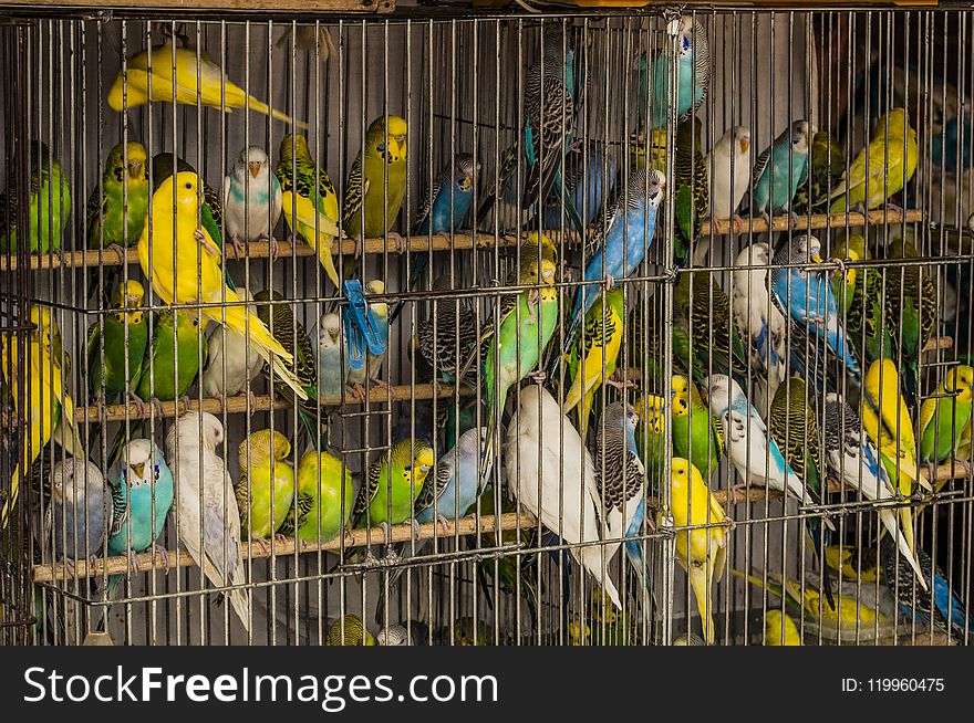 Bird, Common Pet Parakeet, Parakeet, Parrot