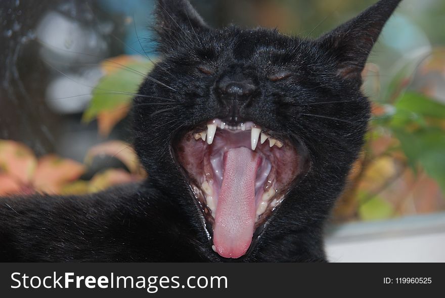 Cat, Black Cat, Black, Facial Expression
