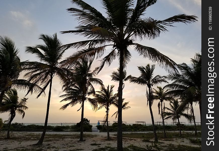 Sky, Palm Tree, Arecales, Tree