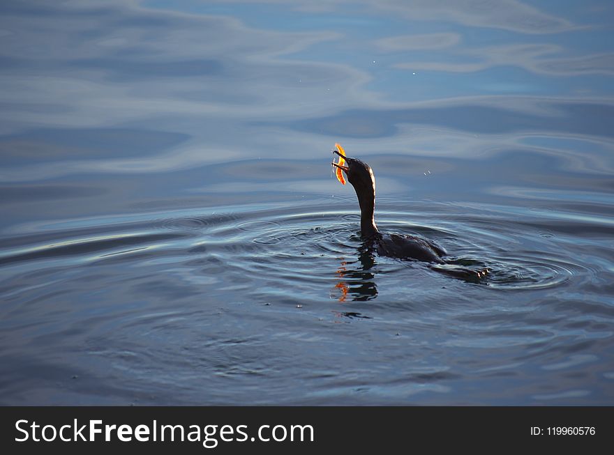 Water, Sea, Wave, Bird