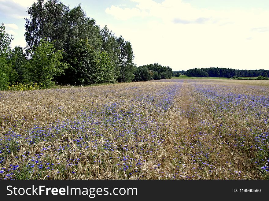 Field, Meadow, Ecosystem, Wildflower