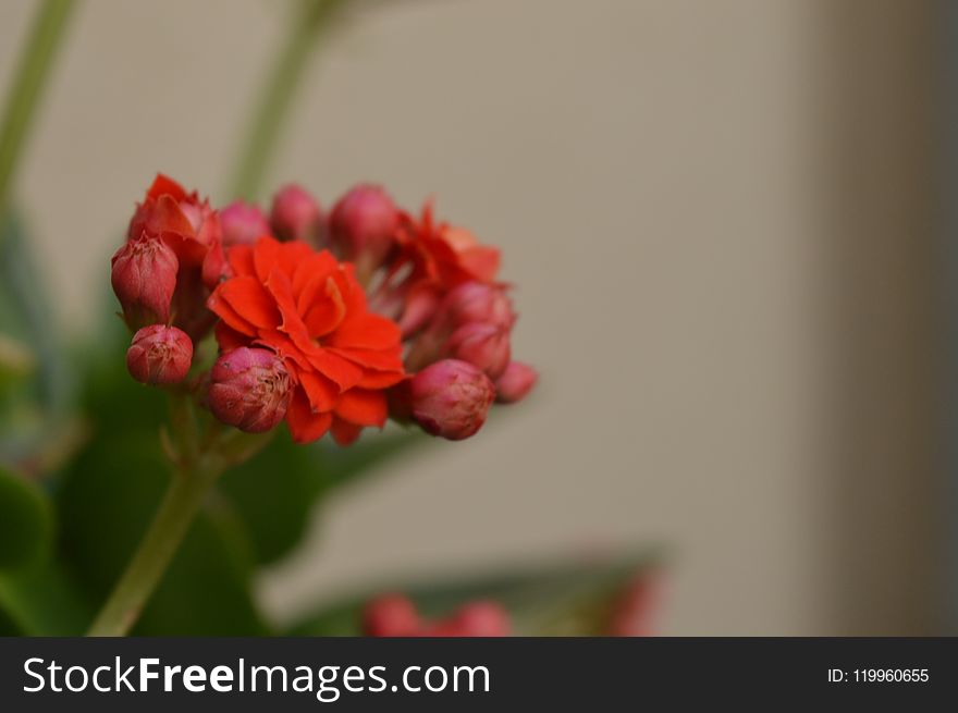 Flower, Close Up, Flowering Plant, Flora