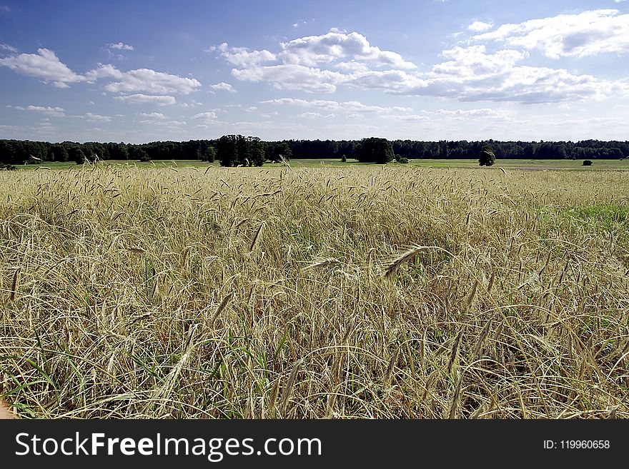 Field, Crop, Sky, Ecosystem