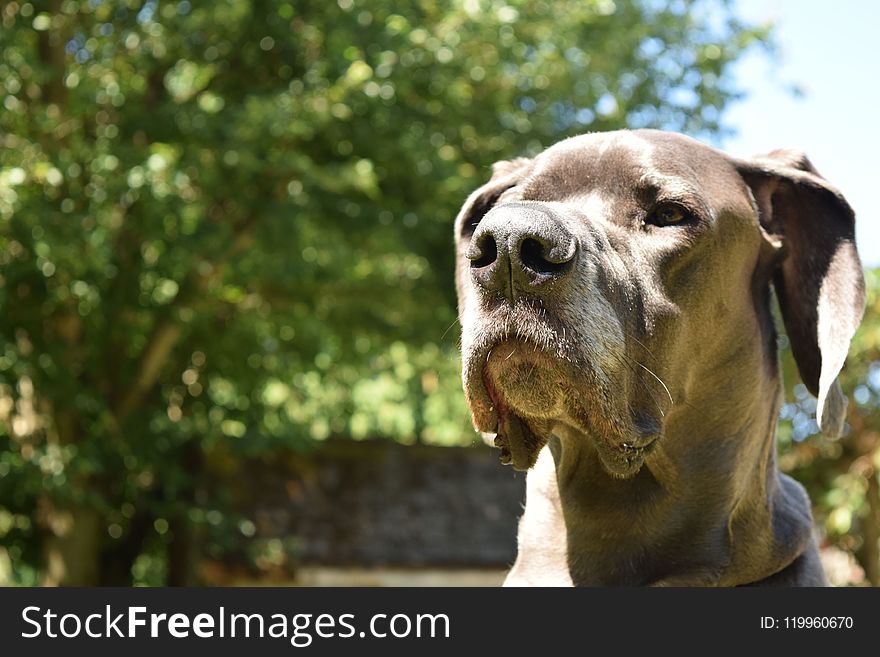 Dog, Dog Breed, Dog Like Mammal, Snout