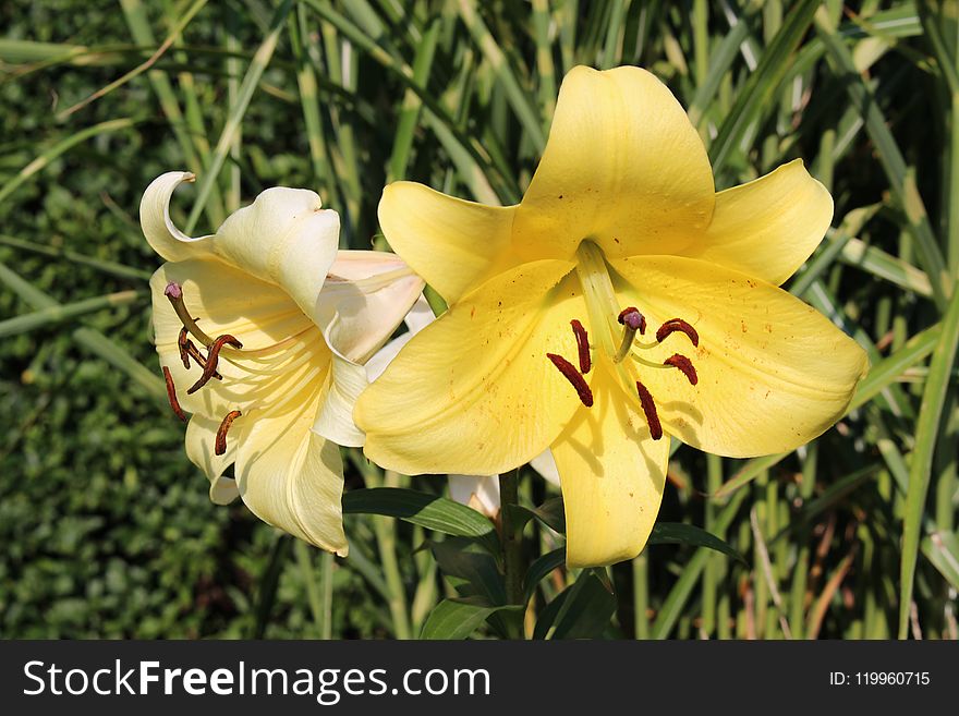Lily, Flower, Plant, Yellow