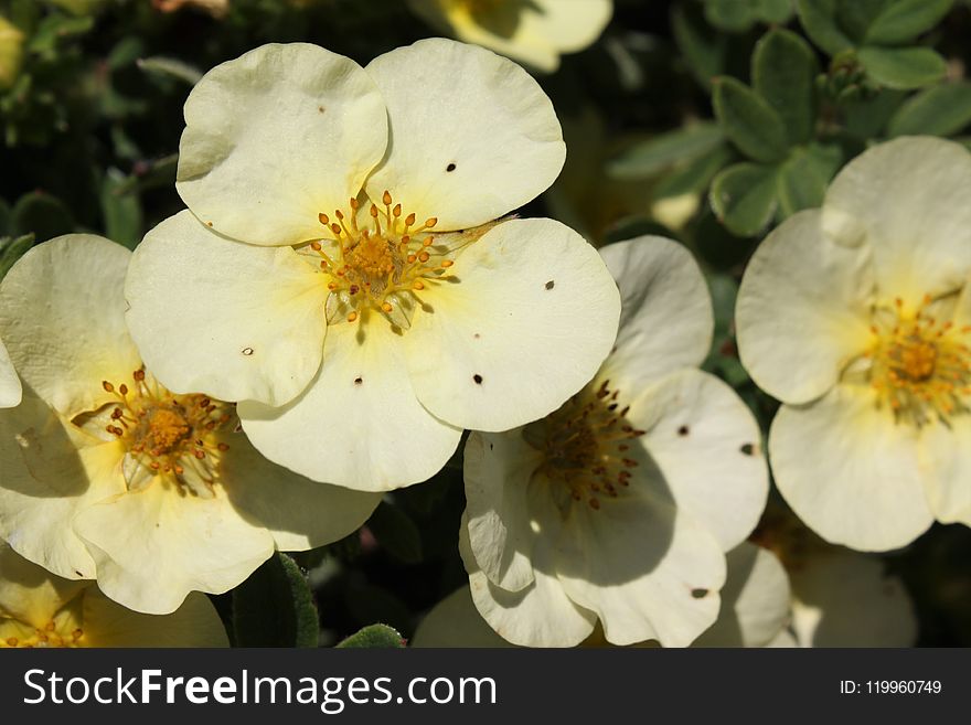 Flower, Rosa Canina, Rose Family, Flowering Plant