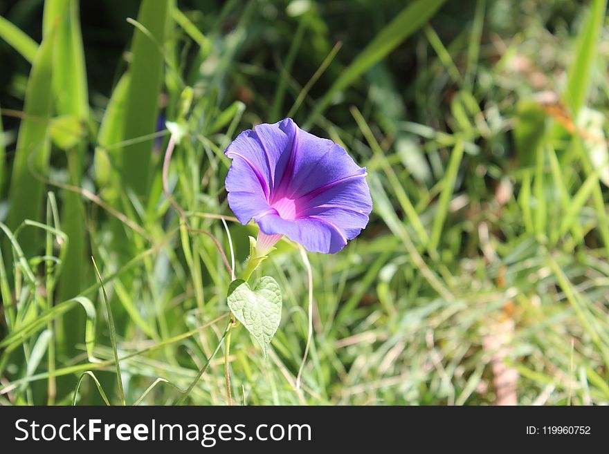 Flower, Plant, Flora, Flowering Plant