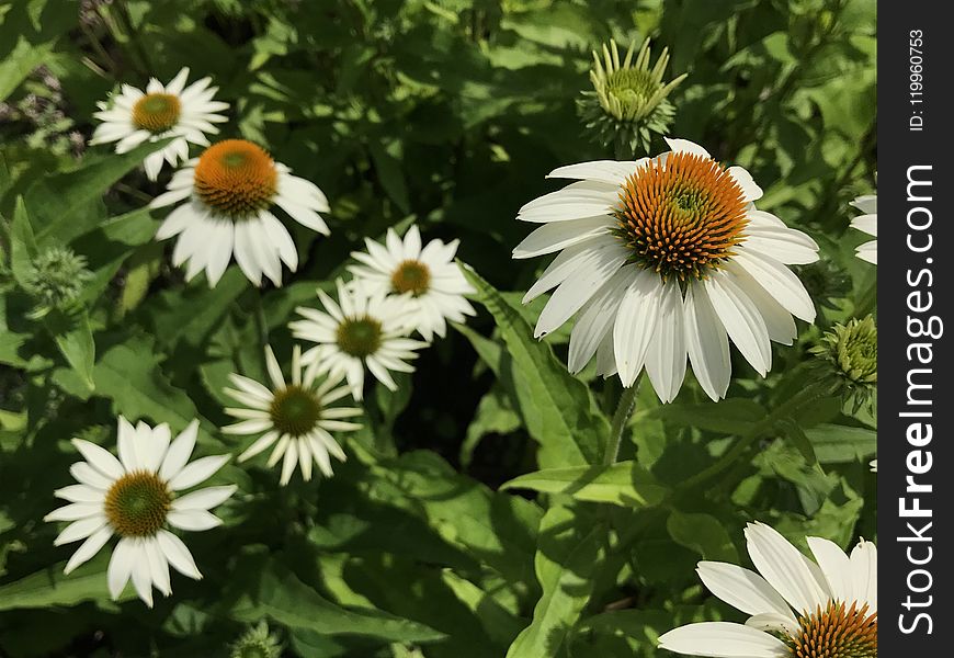 Flower, Plant, Coneflower, Daisy Family