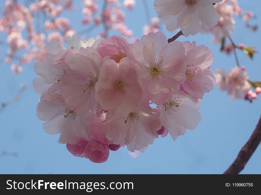 Blossom, Pink, Flower, Cherry Blossom