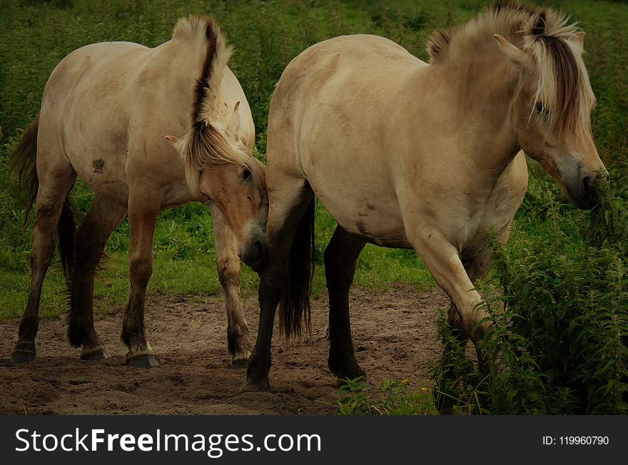 Horse, Mare, Horse Like Mammal, Ecosystem