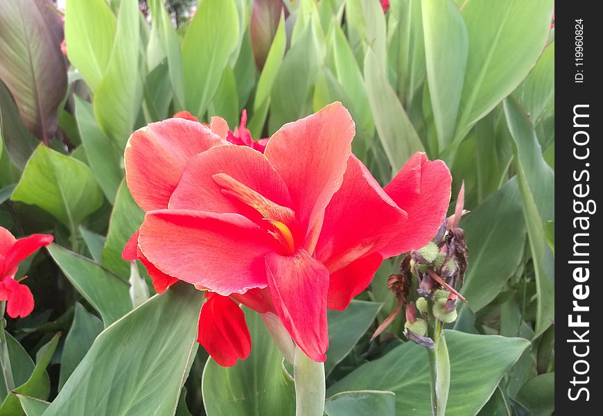 Flower, Plant, Flowering Plant, Canna Family