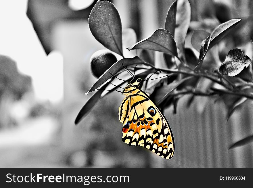 Butterfly, Moths And Butterflies, Black And White, Insect