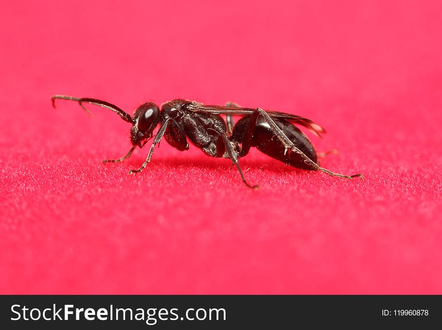 Insect, Pest, Invertebrate, Macro Photography