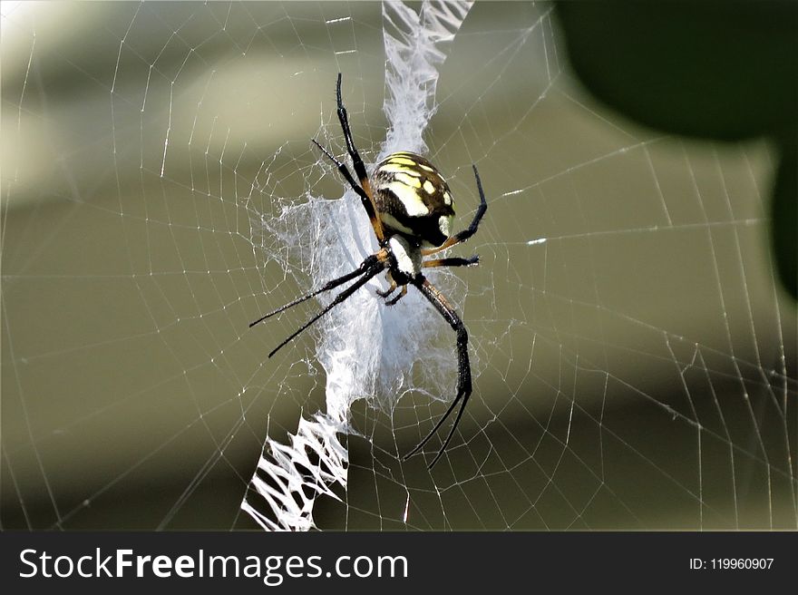 Spider, Arachnid, Invertebrate, Orb Weaver Spider