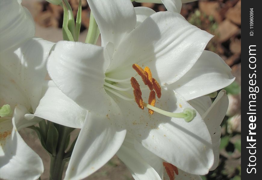 Flower, Lily, Plant, White