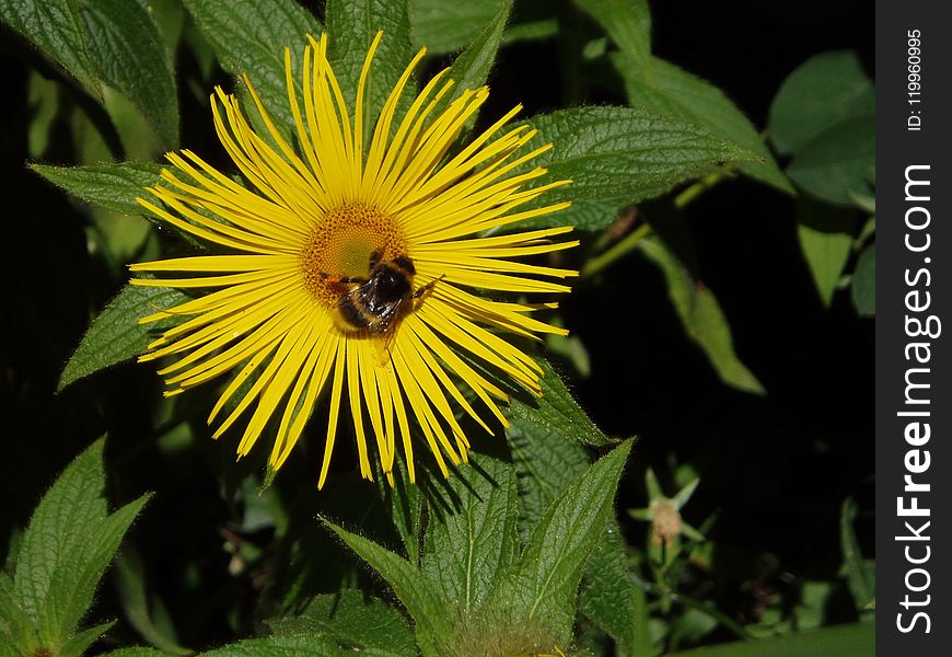 Flower, Honey Bee, Flora, Nectar