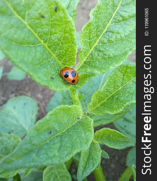 Insect, Leaf, Ladybird, Beetle
