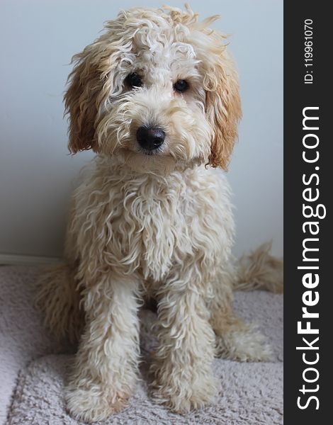 Dog Like Mammal, Dog, Dog Breed, Miniature Poodle