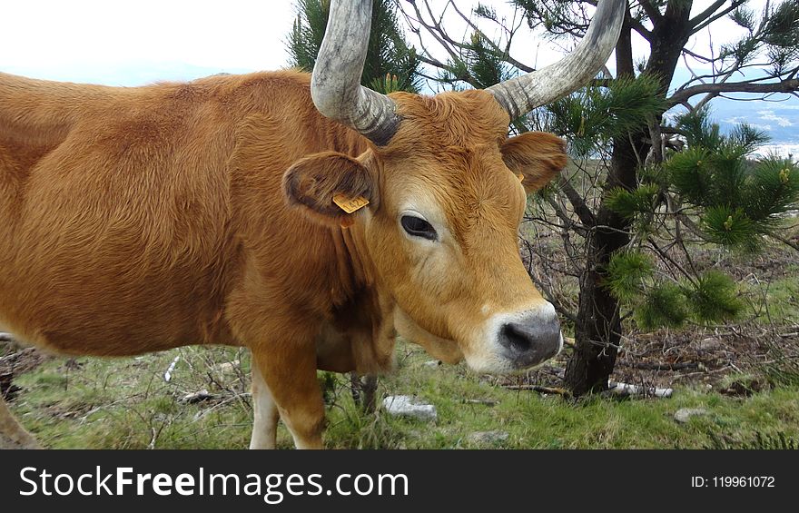 Cattle Like Mammal, Fauna, Cow Goat Family, Horn