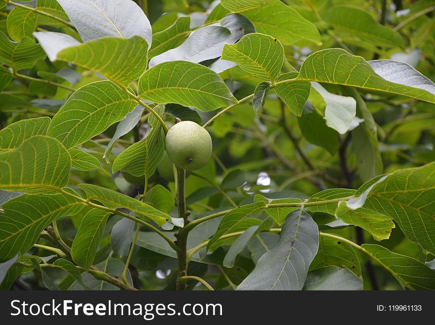 Plant, Vegetation, Leaf, Fruit Tree