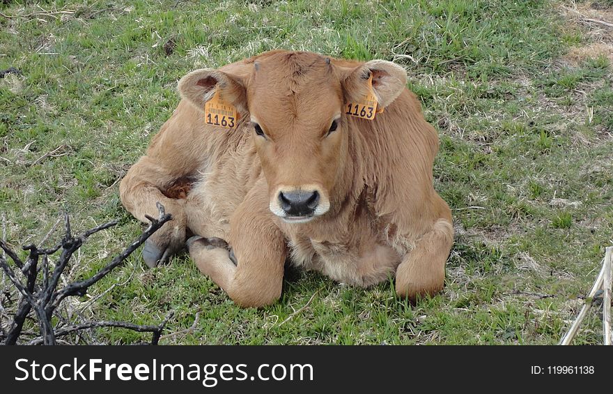 Cattle Like Mammal, Pasture, Grass, Grazing