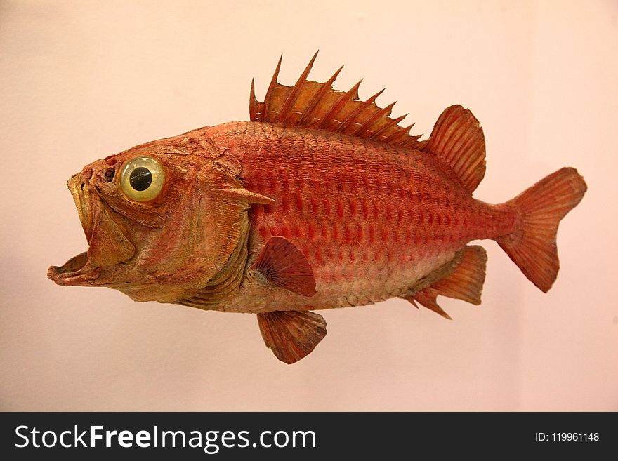 Fish, Fauna, Organism, Red Snapper