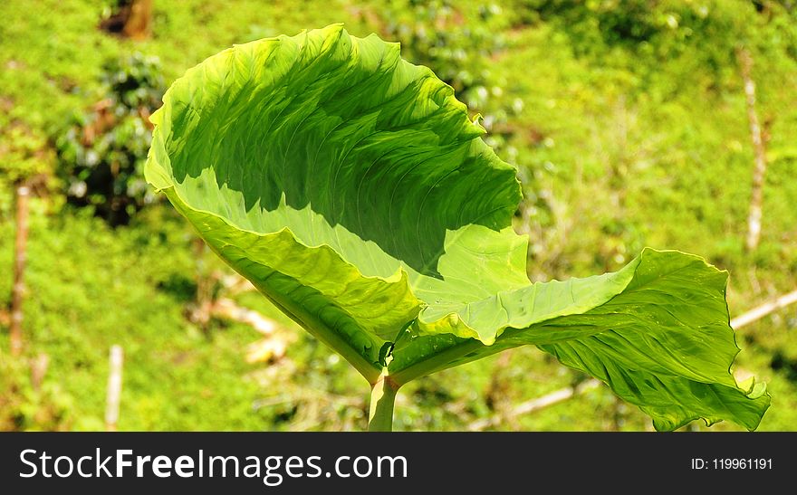 Leaf, Vegetation, Grass, Plant