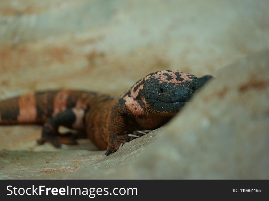 Snails And Slugs, Close Up, Snail, Organism