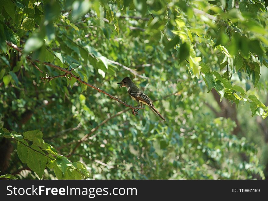 Ecosystem, Vegetation, Bird, Tree