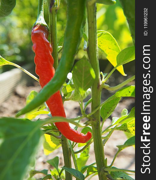 Plant, Bird's Eye Chili, Chili Pepper, Tabasco Pepper