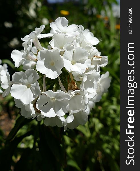 Flower, White, Plant, Flowering Plant