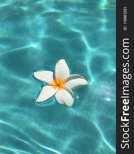 Flower, Water, Aquatic Plant, Petal