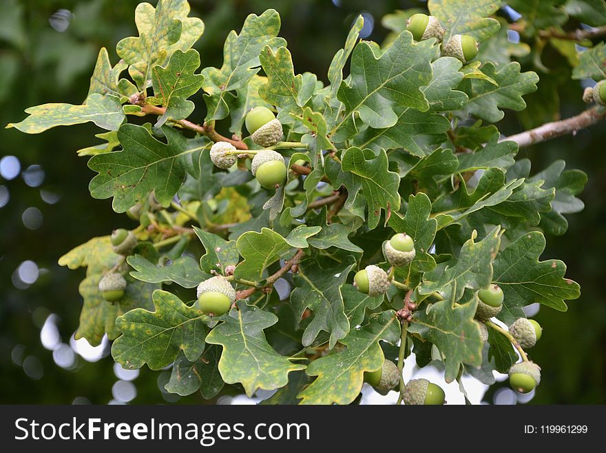 Plant, Tree, Grapevine Family, Vitis