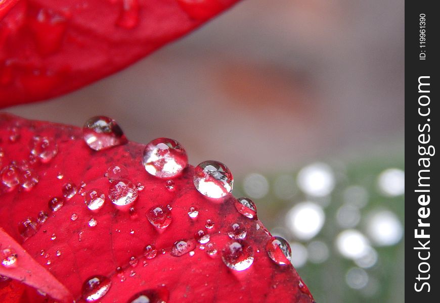 Red, Water, Dew, Drop