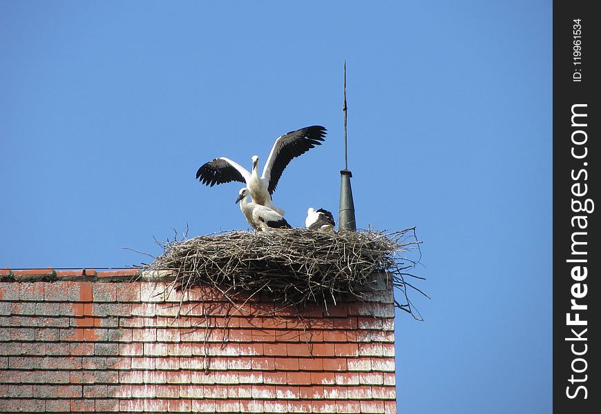 Sky, Bird, Stork, Ciconiiformes