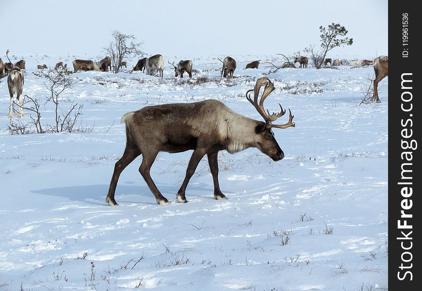 Reindeer, Wildlife, Deer, Mammal