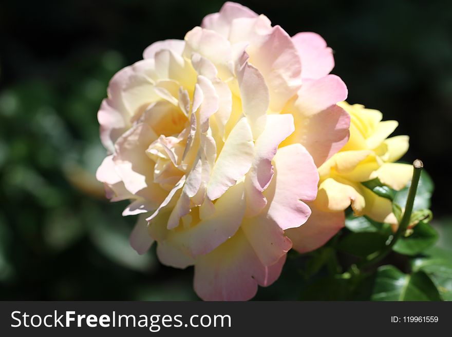 Flower, Rose, Rose Family, Flowering Plant