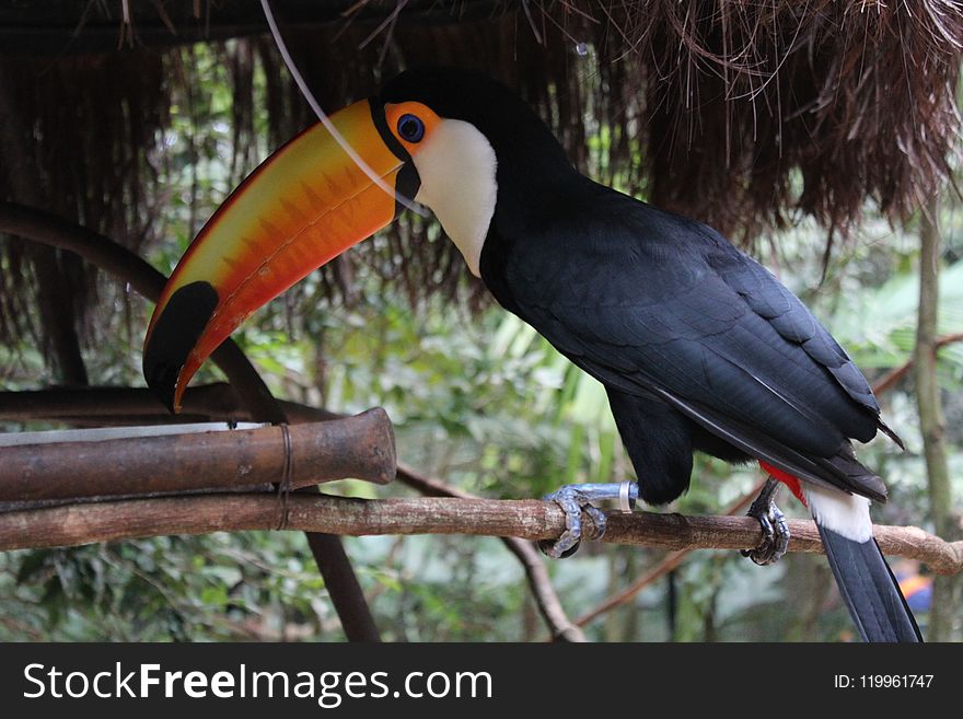 Toucan, Bird, Beak, Fauna
