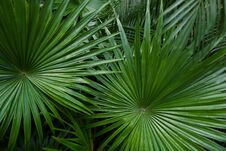 Exotic Foliage In Reainforests. Royalty Free Stock Images
