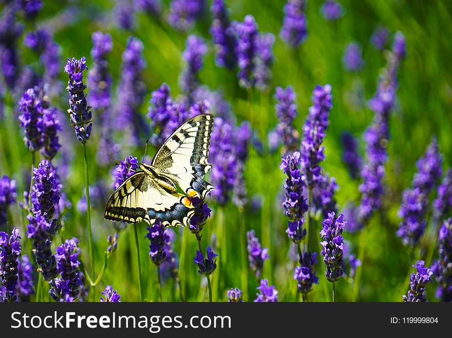 Close-Up Photography of Butterfly Perched on Lavender Flower