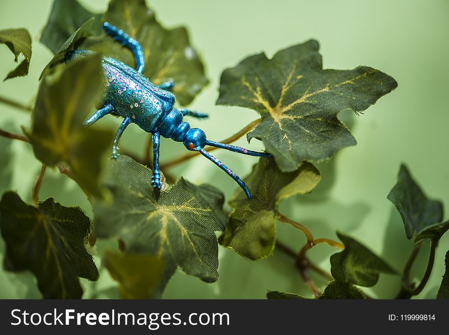 Teal Beetle On Green Leafed Plant
