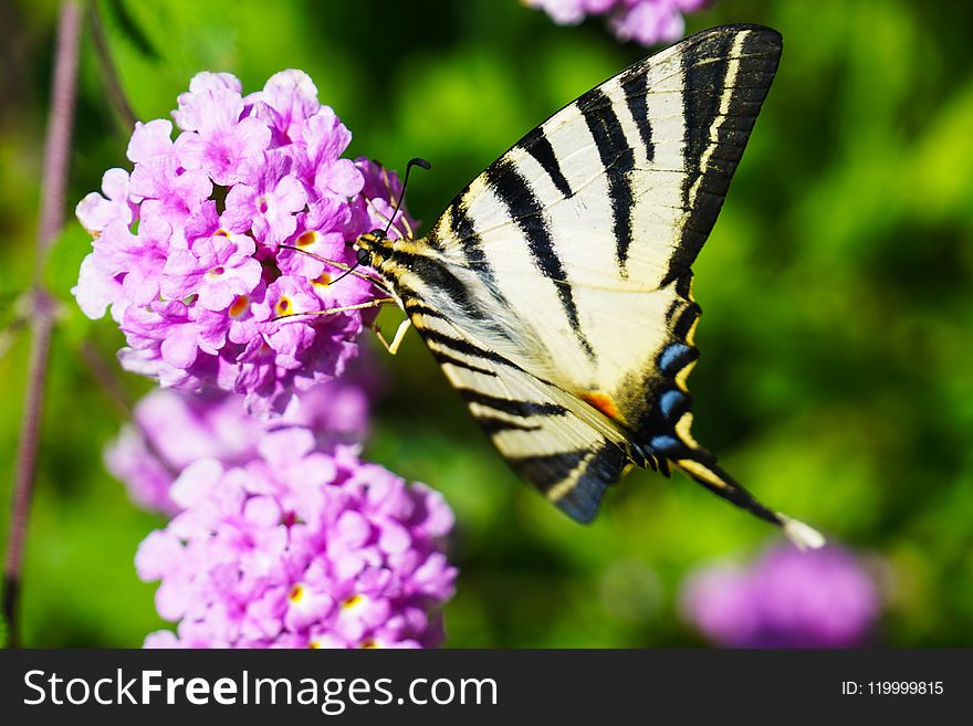 Closeup Photography of Tiger Swallowtail Butterfly Perched on Purple Cluster Petaled Flowers