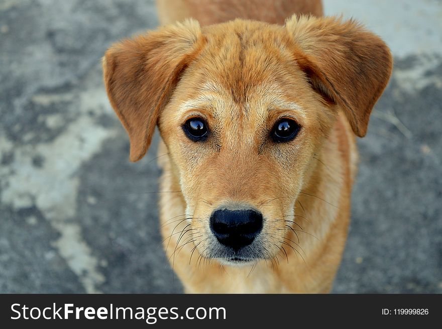 Short-coated Tan Dog