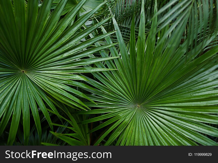 Exotic foliage in reainforests. Concept of background photo.
