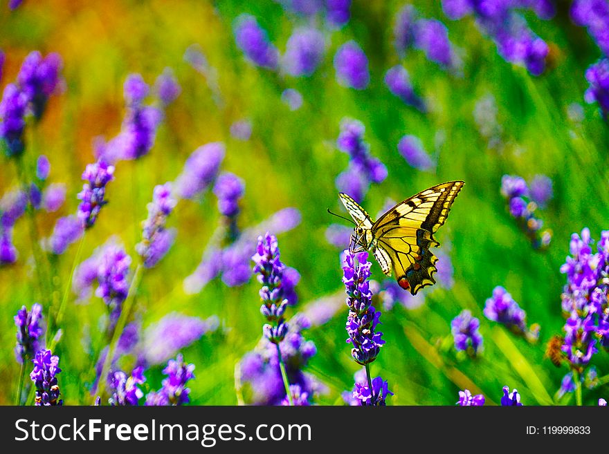 Selective Focus Photography of Tiger Swallowtail Butterfly Perched on Lavender Flower