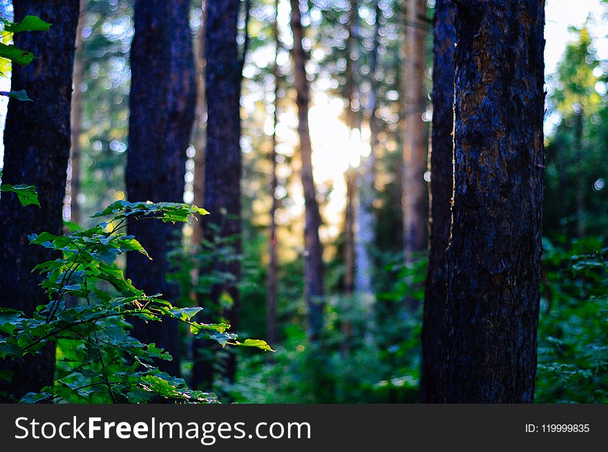 Green Trees