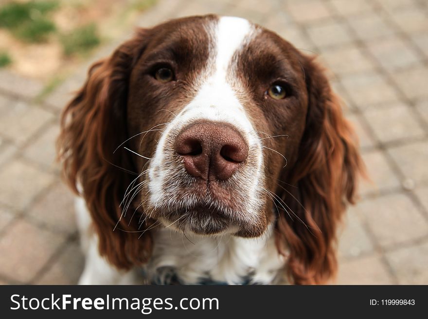 Close-Up Photography of Furry Dog