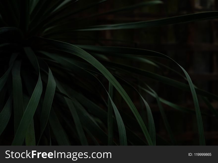 Botanical, Close-up, Dark