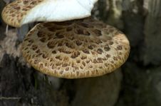 Mushroom Detail Stock Photography