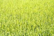 Free New Growth H Stock Photos - 121563